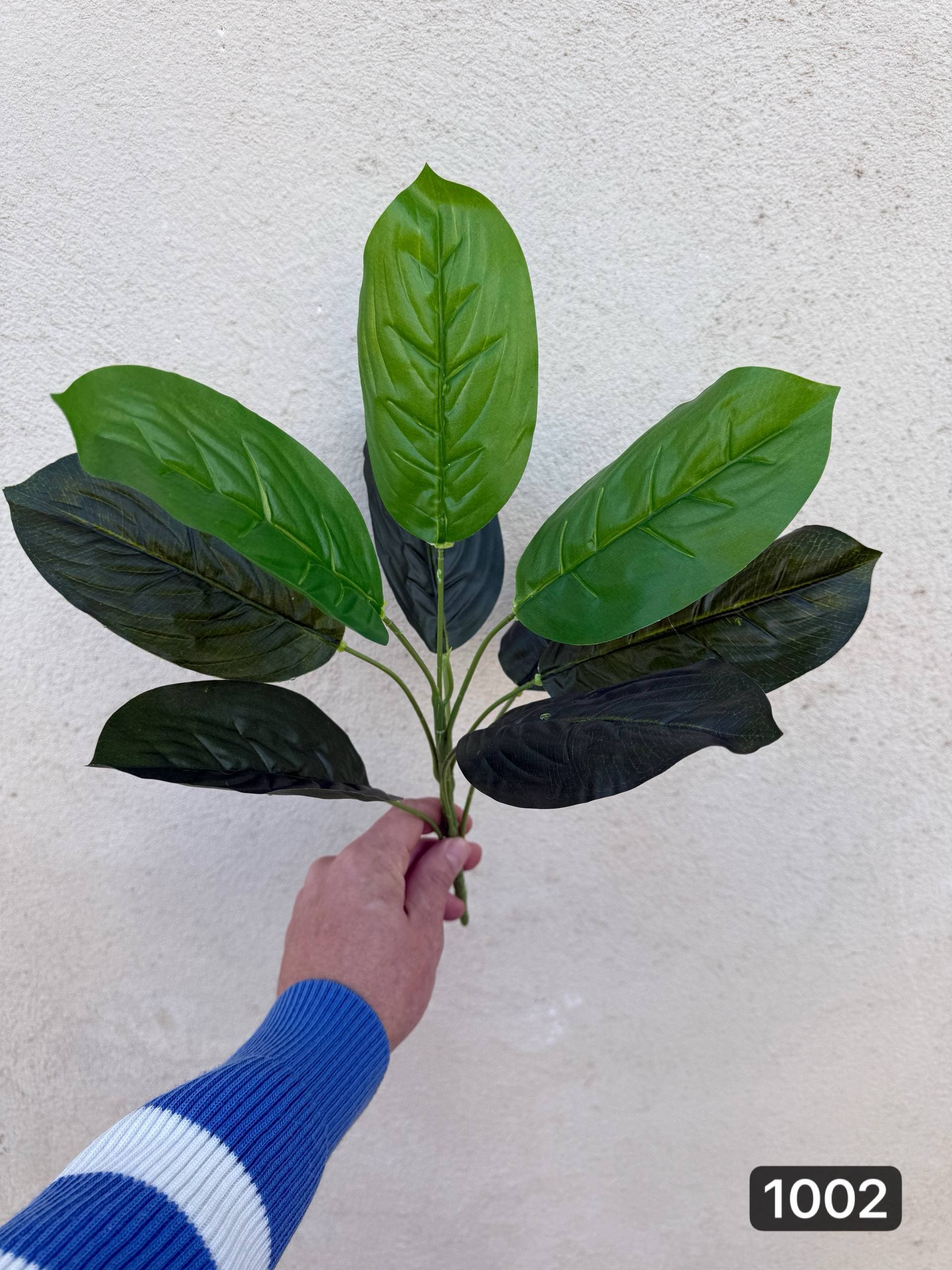 بوته باکسی ۹ برگ — تصویر ۵