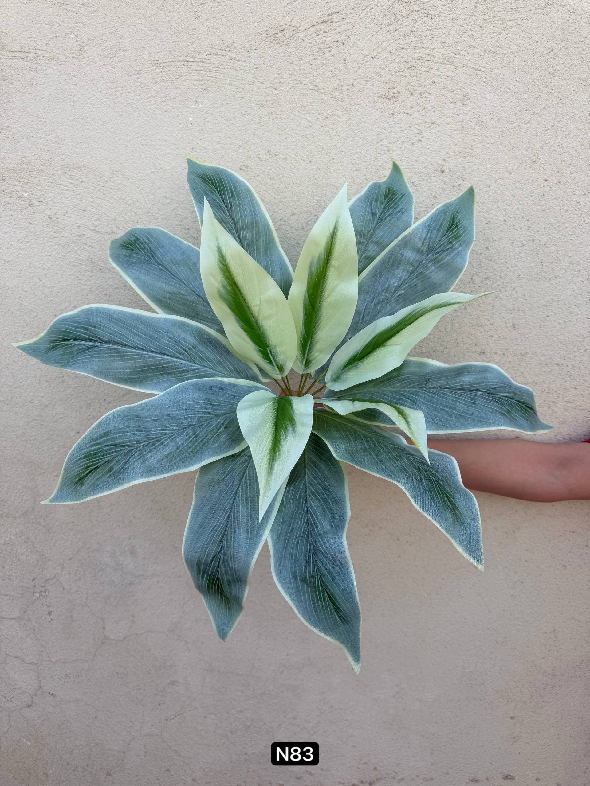 بوته باکسی ۱۵ برگ لمسی