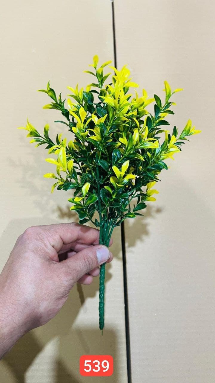 بوته اناری