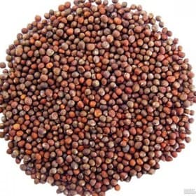 بذر کلم (10گرمی )