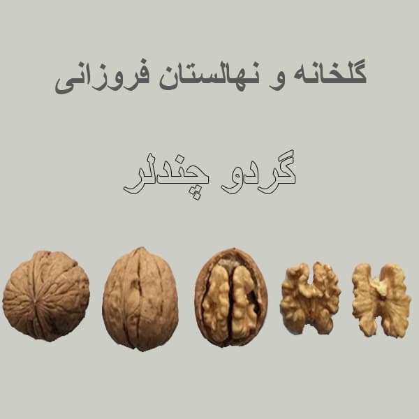 نهال گردو چندلر آمریکایی پیوندی