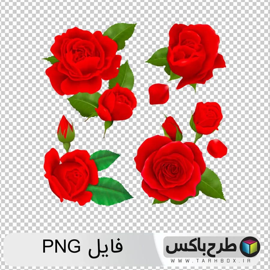 وکتور گل رز PNG و PSD با کیفیت بالا