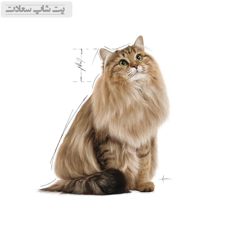 پوچ گربه مراقبت دستگاه ادراری رویال کنین Royal Canin Urinary Care وزن 85 گرم — تصویر ۷