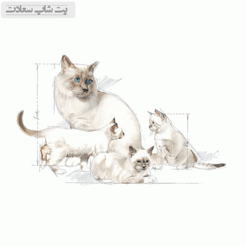 شیر خشک گربه رویال کنین Royal Canin BabyCat وزن ۳۰۰ گرم + شیشه شیر — تصویر ۷