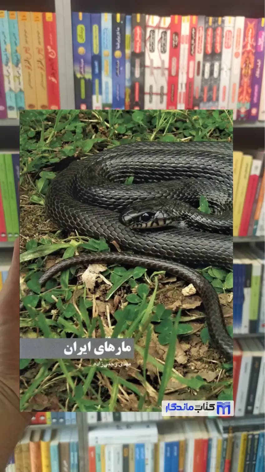 مارهای ایران گلاسه رجبی زاده ایران شناسی