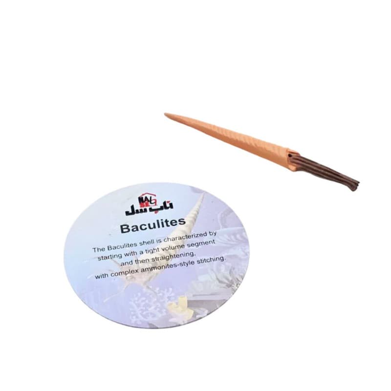فیگور ناب سل مدل باکولیت کد BACULITES NAAB040 ارتفاع 1 سانتی متر — تصویر ۴
