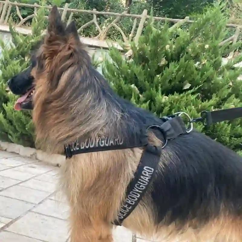 قلاده کتفی پلیسی سگ ژرمن همراه با لید — تصویر ۲