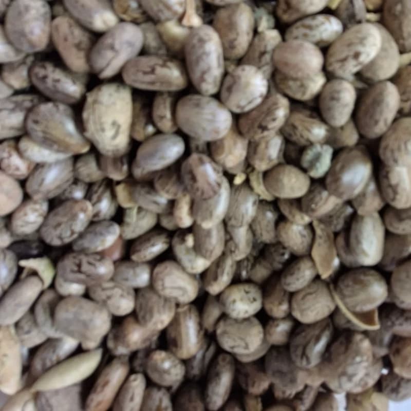دانه بادانجیر 75 گرم