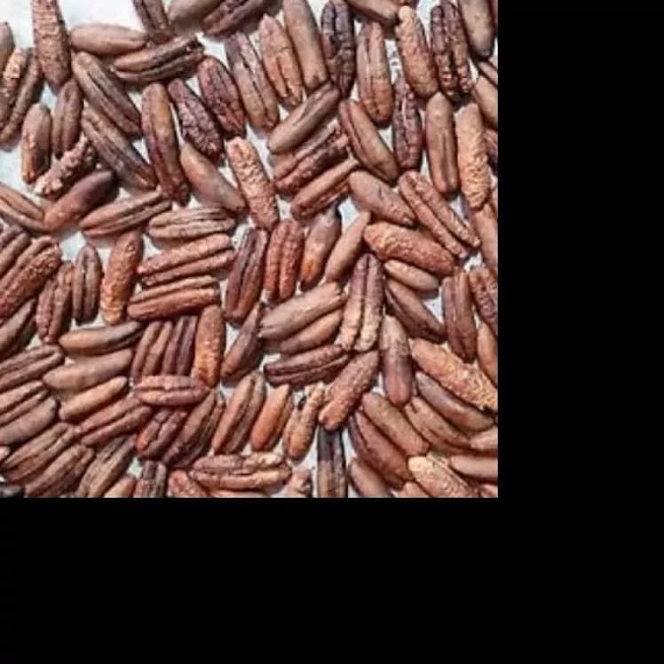 هسته خرما درشت درجه یک مناسب برای پودر قهوه 100 گرم