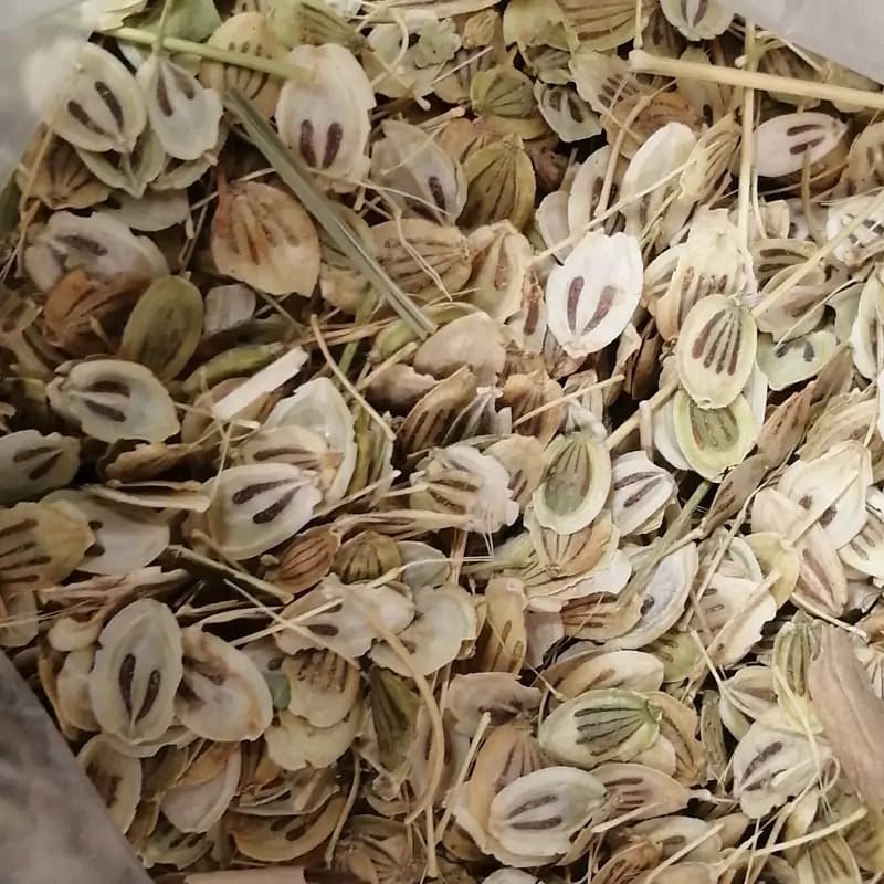گلپر اعلا (صد گرم)