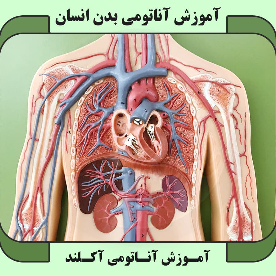 آموزش آناتومی بدن انسان : نسخه دانلودی