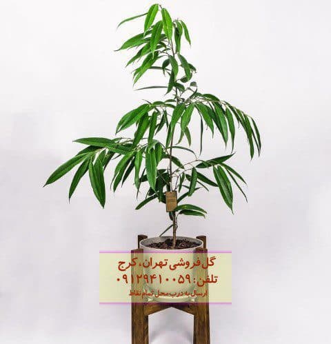 استفاده از برگ موزی در دکوراسیون مطب