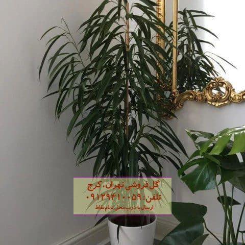 برگ موزی مناسب برای باغچه