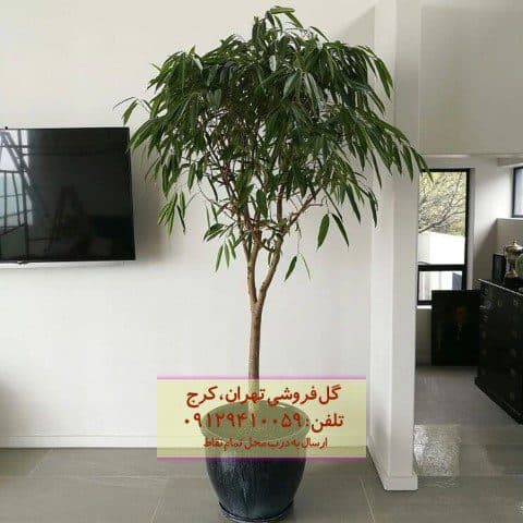 برگ موزی مناسب برای محیط اداری