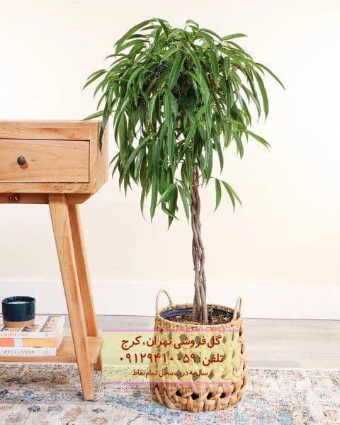 فیکوس آمستل به عنوان گیاه زینتی در منزل