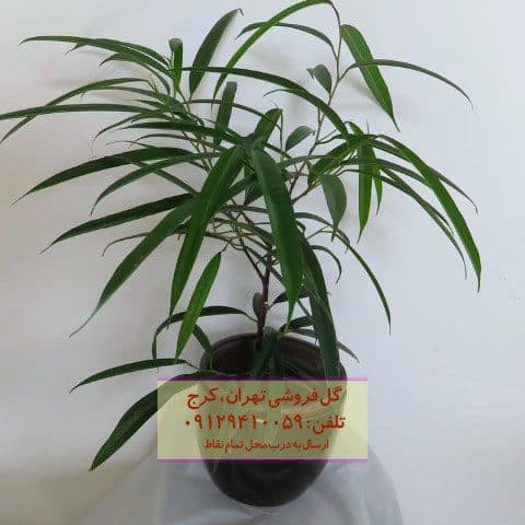 برگ موزی مناسب برای طراحی فضای آموزشی