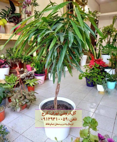 طراحی محیط کاری با برگ موزی