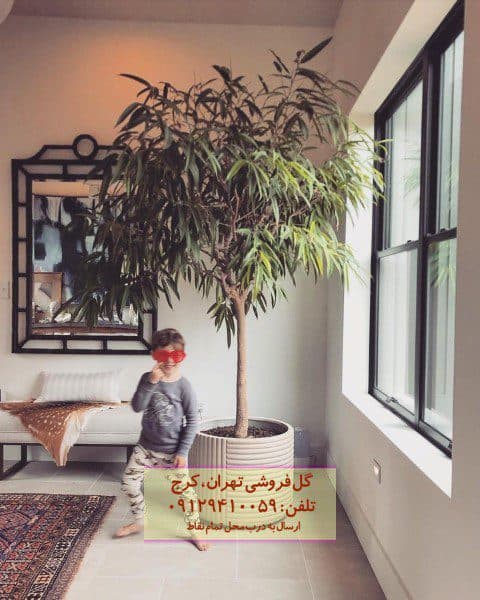برگ موزی برای تزئین فضاهای تجاری