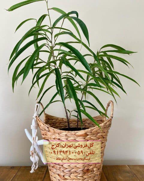 برگ موزی برای تراس