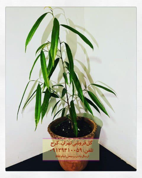 استفاده از فیکوس آمستل برای مطب‌های پزشکی
