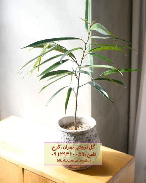 فیکوس آمستل برای تزئین دکور خانه