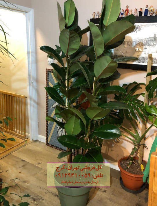 فیکوس الاستیکا (گیاه کائوچو) برای زیباسازی فضای نشیمن