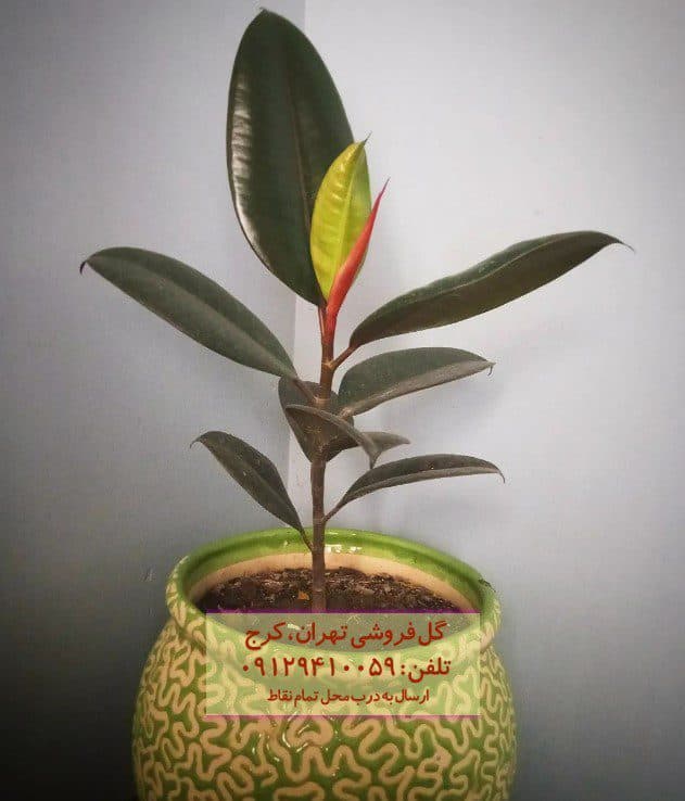 فیکوس الاستیکا (گیاه کائوچو) مناسب برای اتاق انتظار