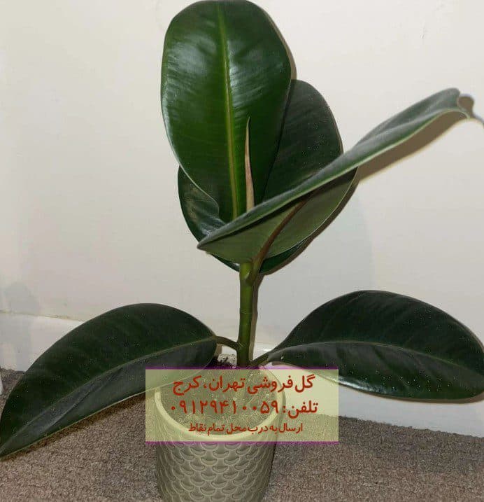 فیکوس الاستیکا (گیاه کائوچو) برای تزئین اتاق مطالعه