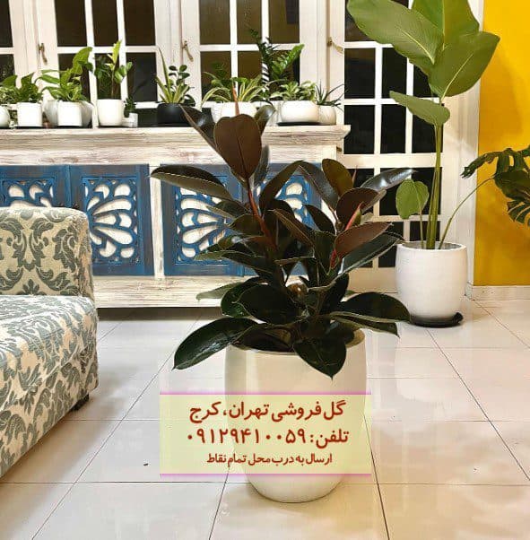 فیکوس الاستیکا (گیاه کائوچو) مناسب خانه‌های بزرگ