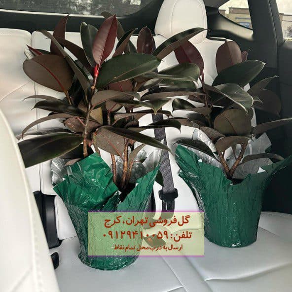سفارش آنلاین فیکوس الاستیکا (گیاه کائوچو) برای پذیرش هتل