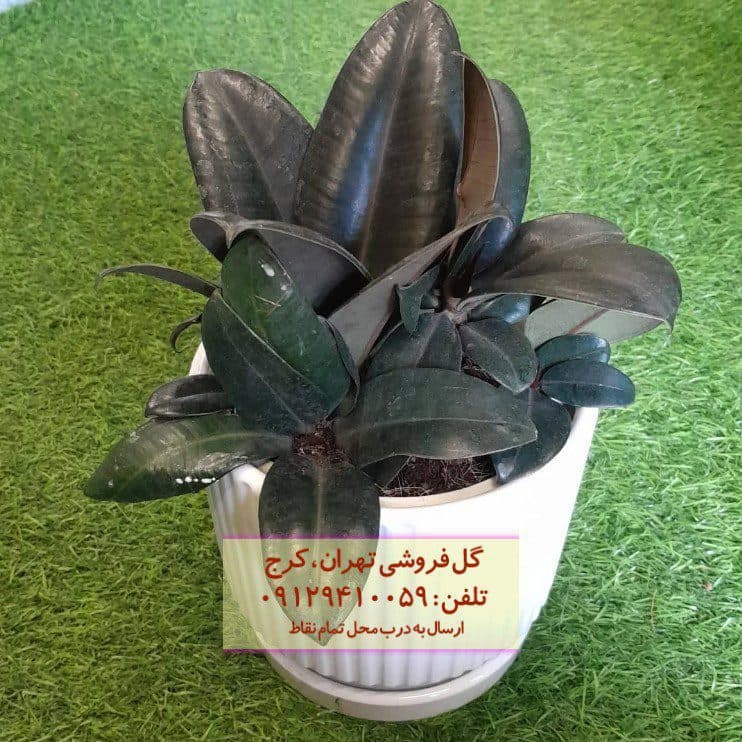 فیکوس الاستیکا (گیاه کائوچو) برای دکوراسیون فضاهای مینیمال