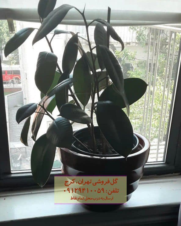 فیکوس الاستیکا (گیاه کائوچو) برای فضاهای پرنور