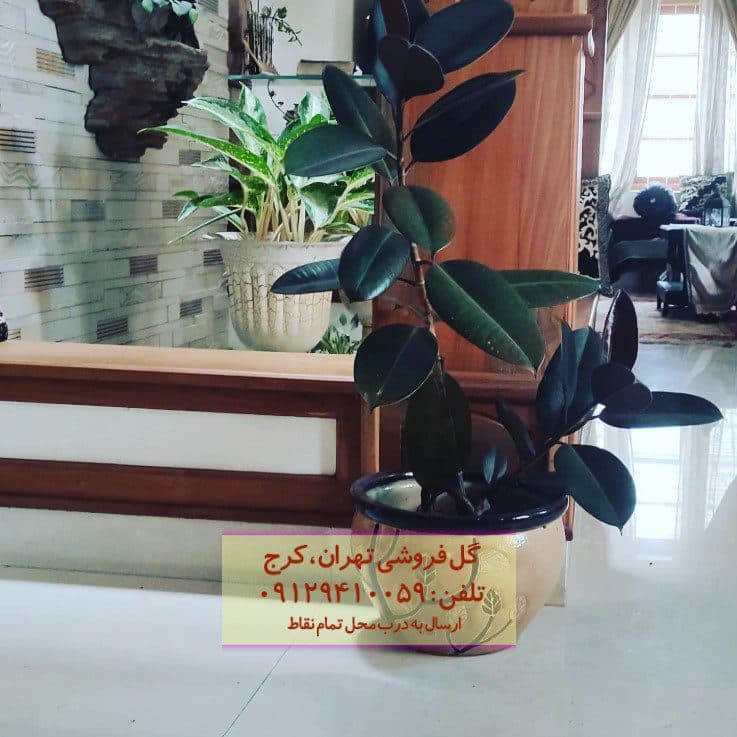 فیکوس الاستیکا (گیاه کائوچو) برای حیاط خلوت