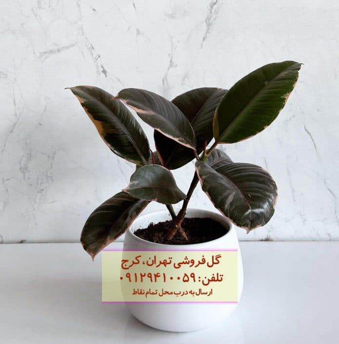 فیکوس الاستیکا (گیاه کائوچو) برای زیباترکردن تراس خانه