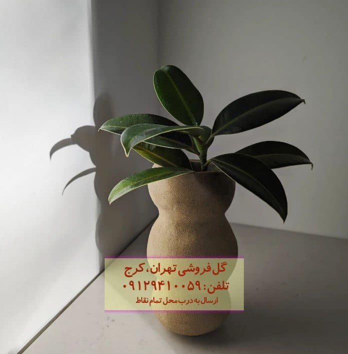 فیکوس الاستیکا (گیاه کائوچو) برای محل کار