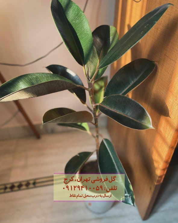 فیکوس الاستیکا (گیاه کائوچو) برای فضای اداری