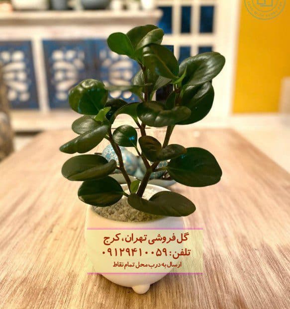 سفارش فیکوس الاستیکا (گیاه کائوچو) برای محیطهای عمومی