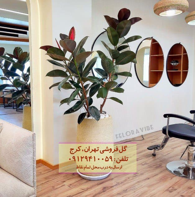 فیکوس الاستیکا (گیاه کائوچو) برای گوشه‌های دنج خانه