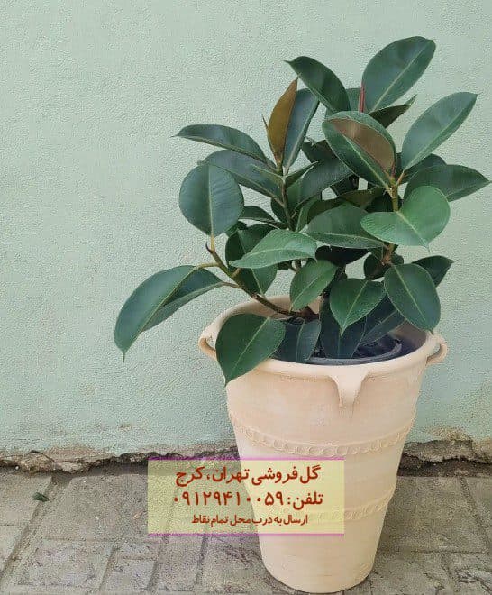 فیکوس الاستیکا (گیاه کائوچو) برای بالکن نورگیر