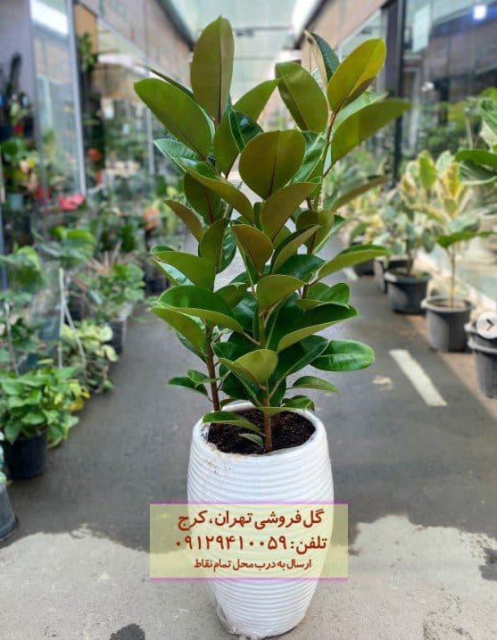 فیکوس الاستیکا (گیاه کائوچو) مناسب دکوراسیون مدرن