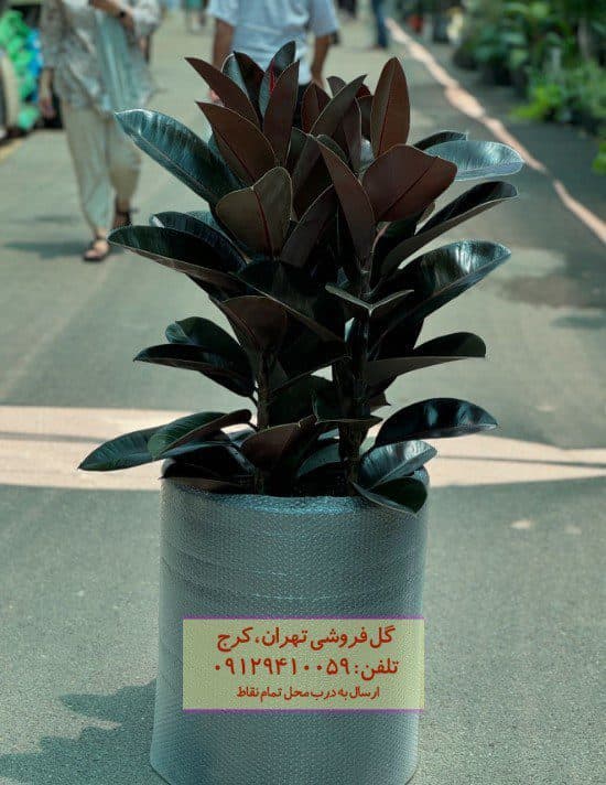 فیکوس الاستیکا (گیاه کائوچو) برای دکوراسیون مینیمالیستی