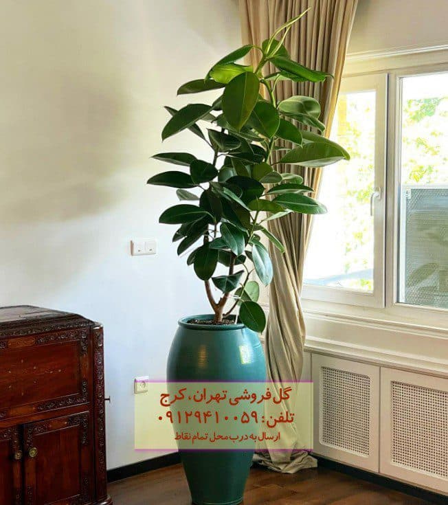 فیکوس الاستیکا (گیاه کائوچو) برای تزئین فضای خانه