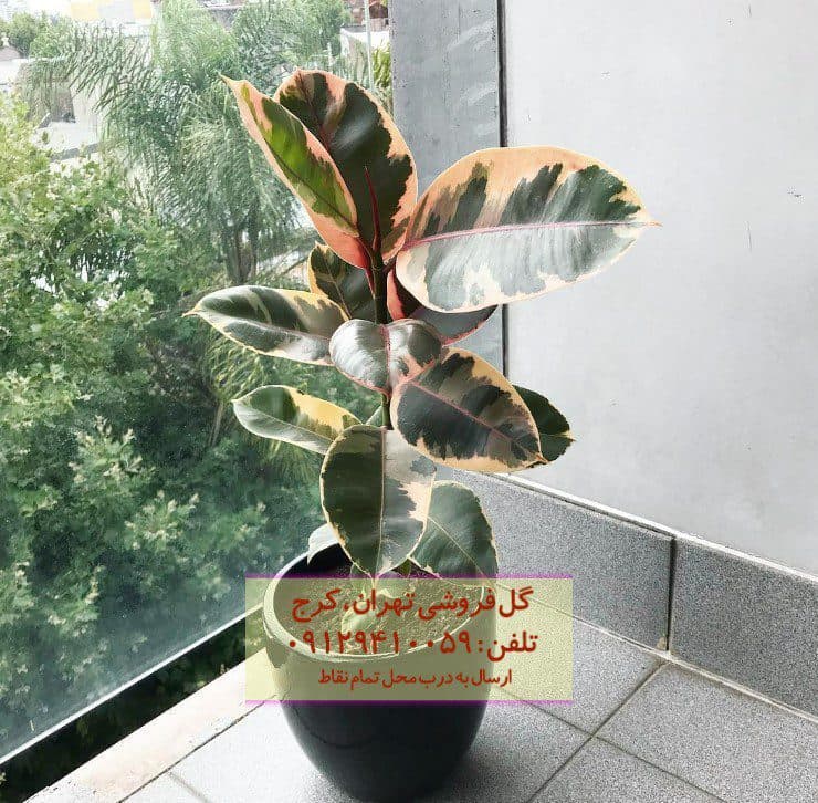 فیکوس الاستیکا (فیکوس آلمانی) برای سالن‌های بزرگ