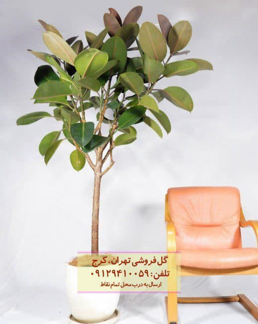 فیکوس الاستیکا (فیکوس آلمانی) برای تراس خانه‌های ویلایی