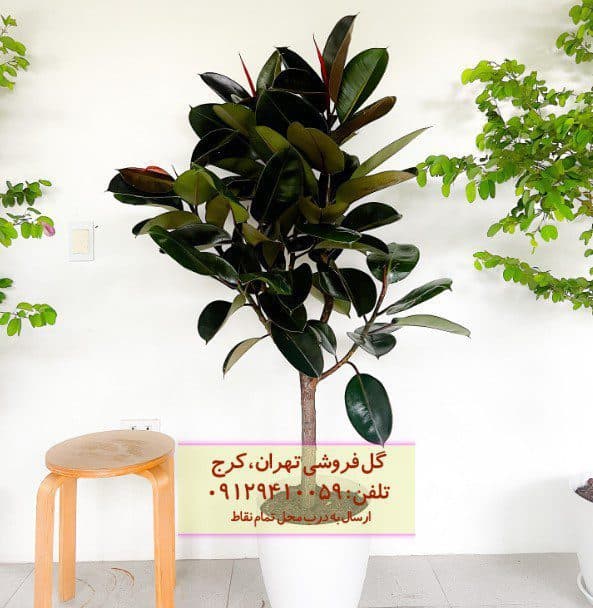 فیکوس الاستیکا (فیکوس آلمانی) مناسب طراحی فضای باز