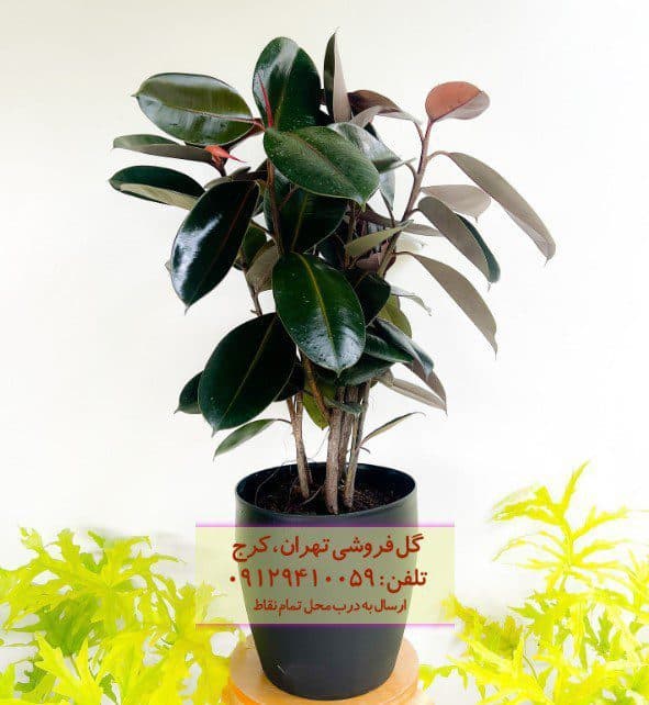 فیکوس الاستیکا (فیکوس آلمانی) برای دفتر کار