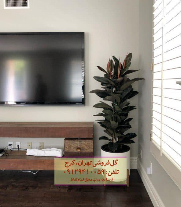 سفارش فیکوس الاستیکا (فیکوس آلمانی) برای سالن‌های پذیرایی