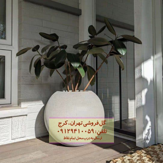 فیکوس الاستیکا (فیکوس آلمانی) برای آپارتمان‌های نورگیر