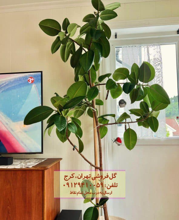 فیکوس الاستیکا (فیکوس آلمانی) برای تزئین هتل‌ها و رستوران‌ها