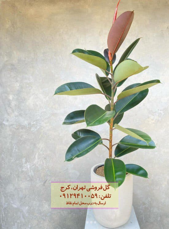 فیکوس الاستیکا (فیکوس آلمانی) برای فضاهای کم‌نور